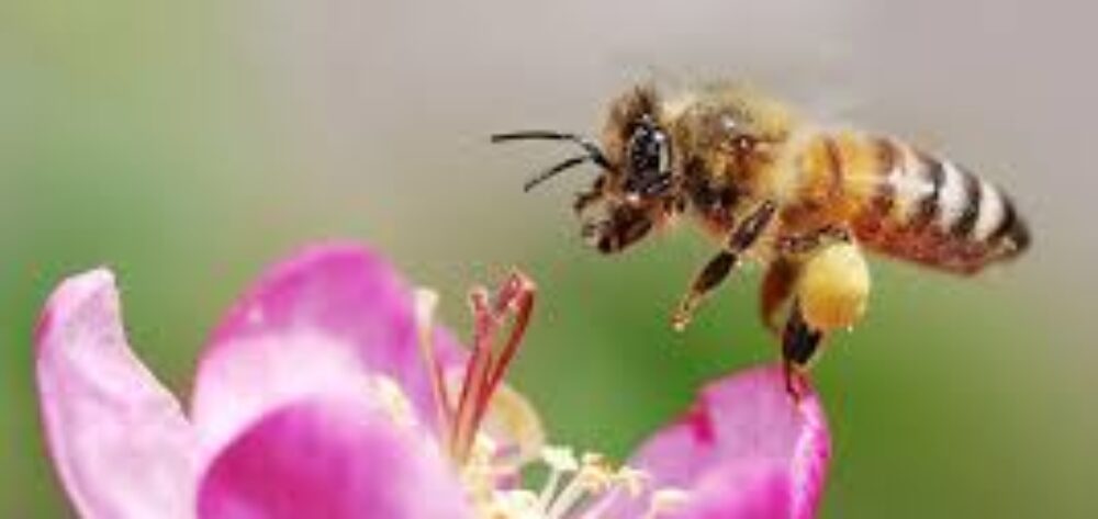 Why we need bees!